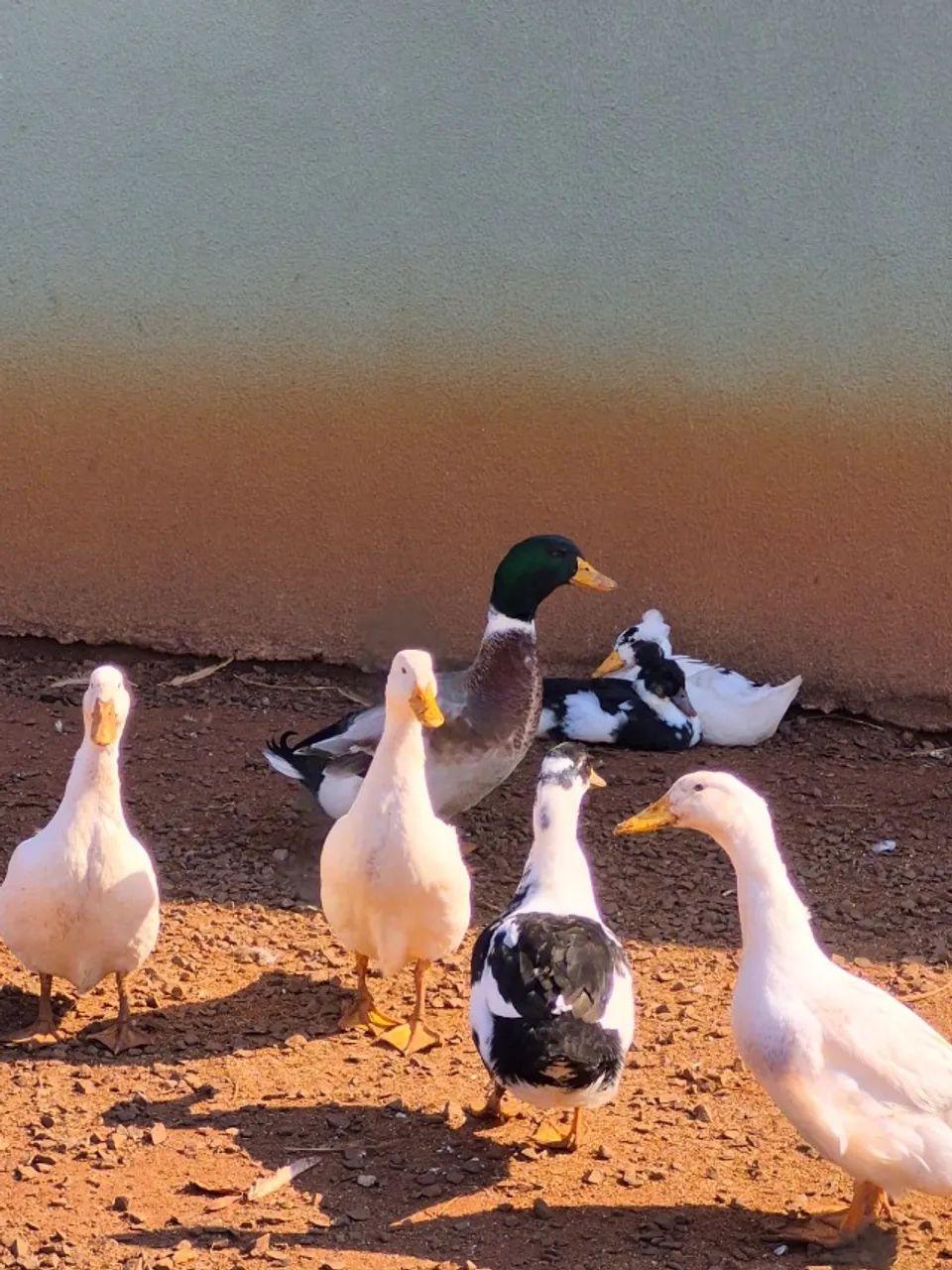 marreco e ovos - Foto 2