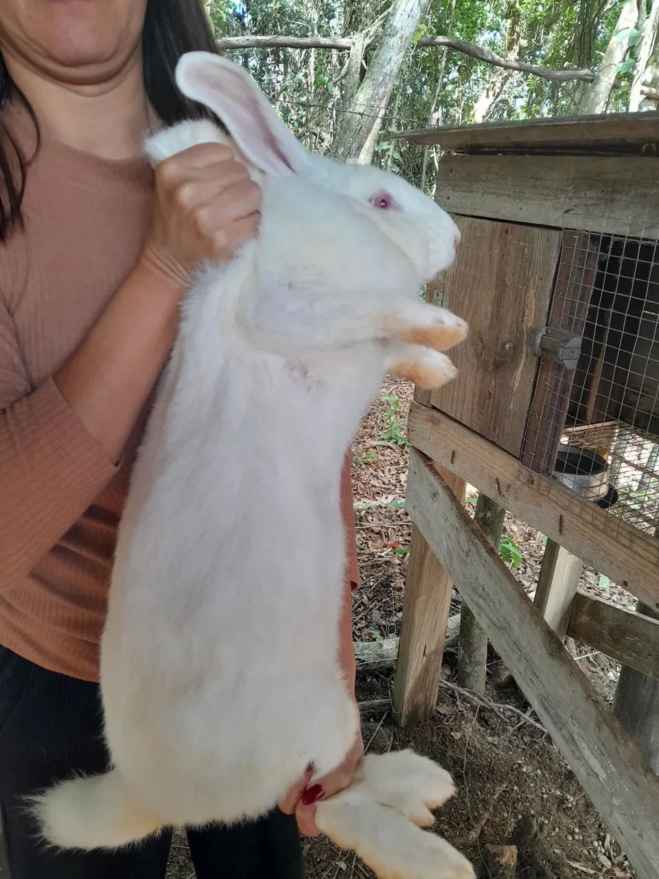 Coelho gigante - Foto 3
