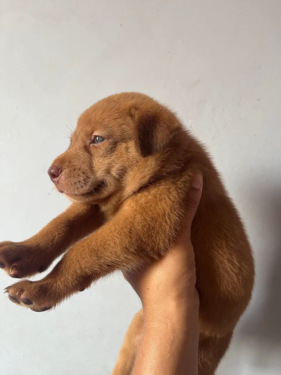 Chow-chow 100,00 - Foto 2