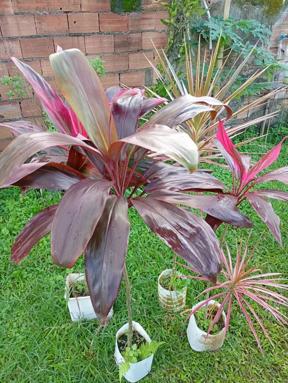 Plantas