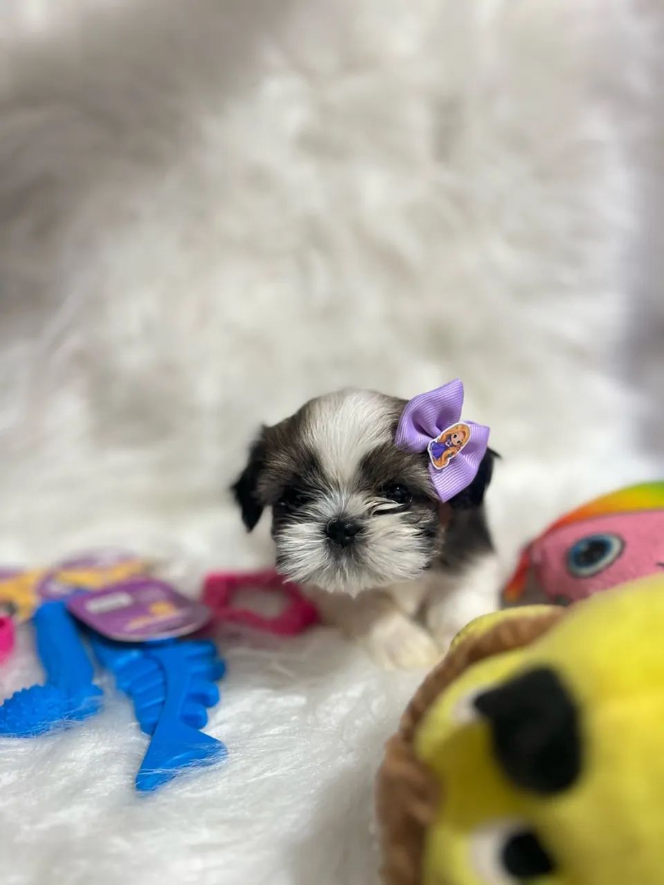 Cachorros - Foto 4