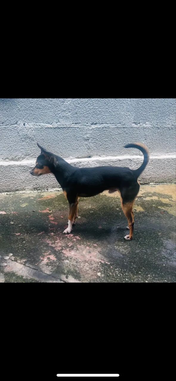 Pinsher  - Foto 4