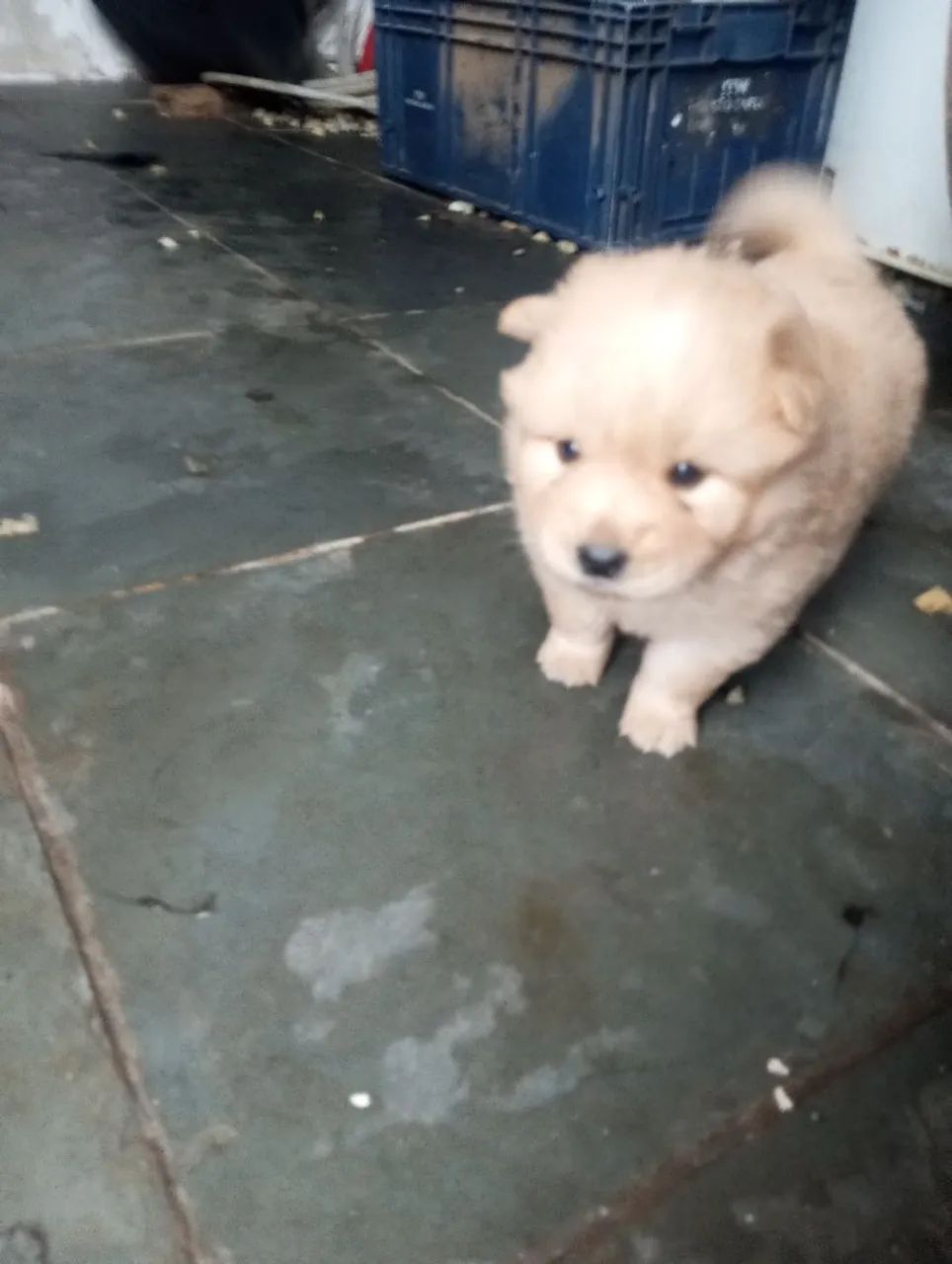 Chow chow filhote  - Foto 3