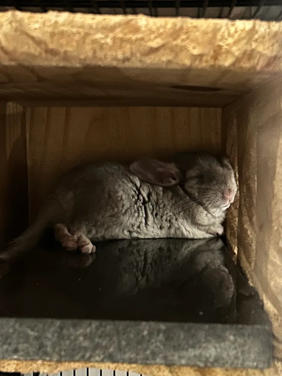 Vendo chinchila com gaiola 
