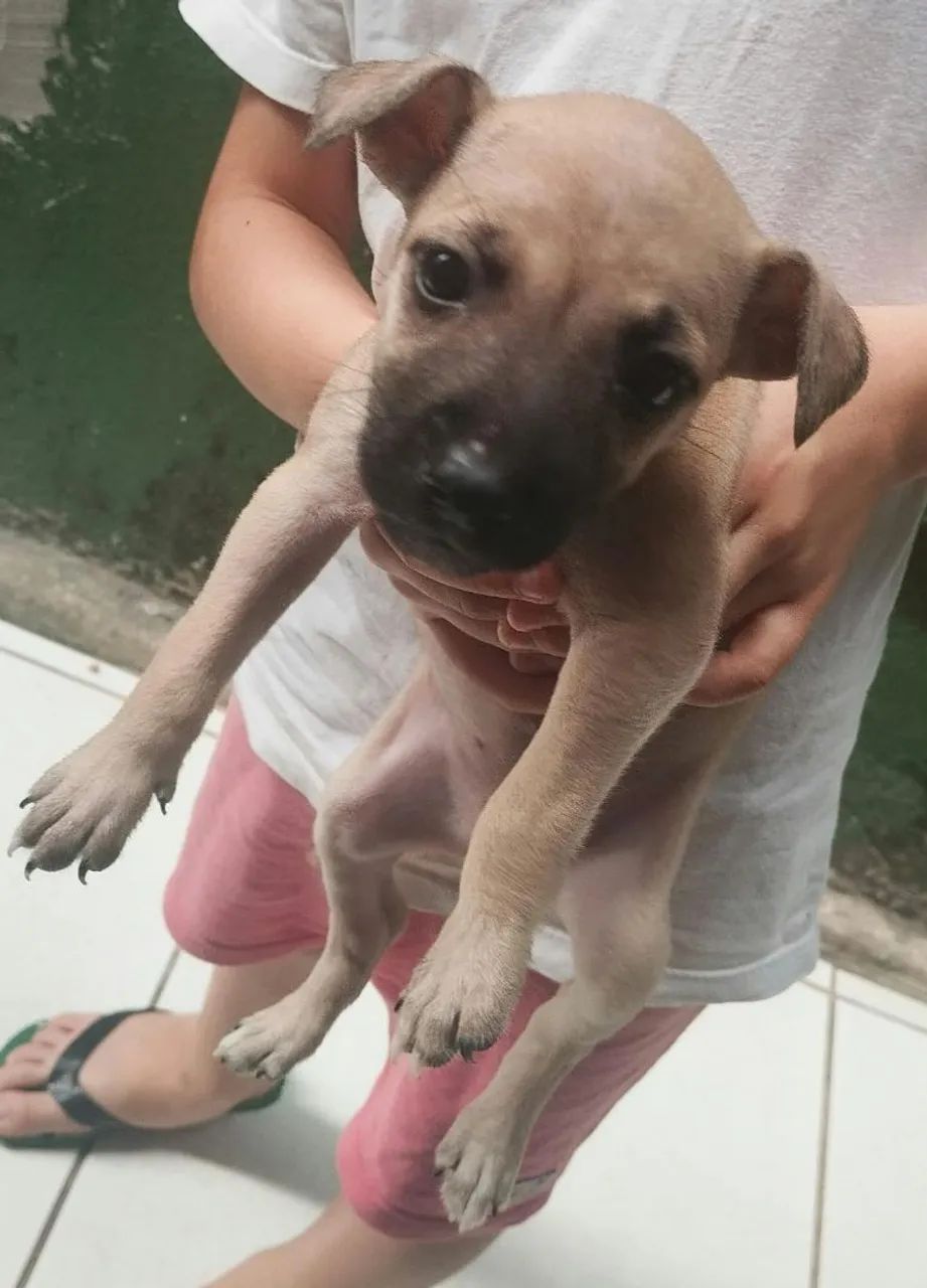 Doação  - Foto 3