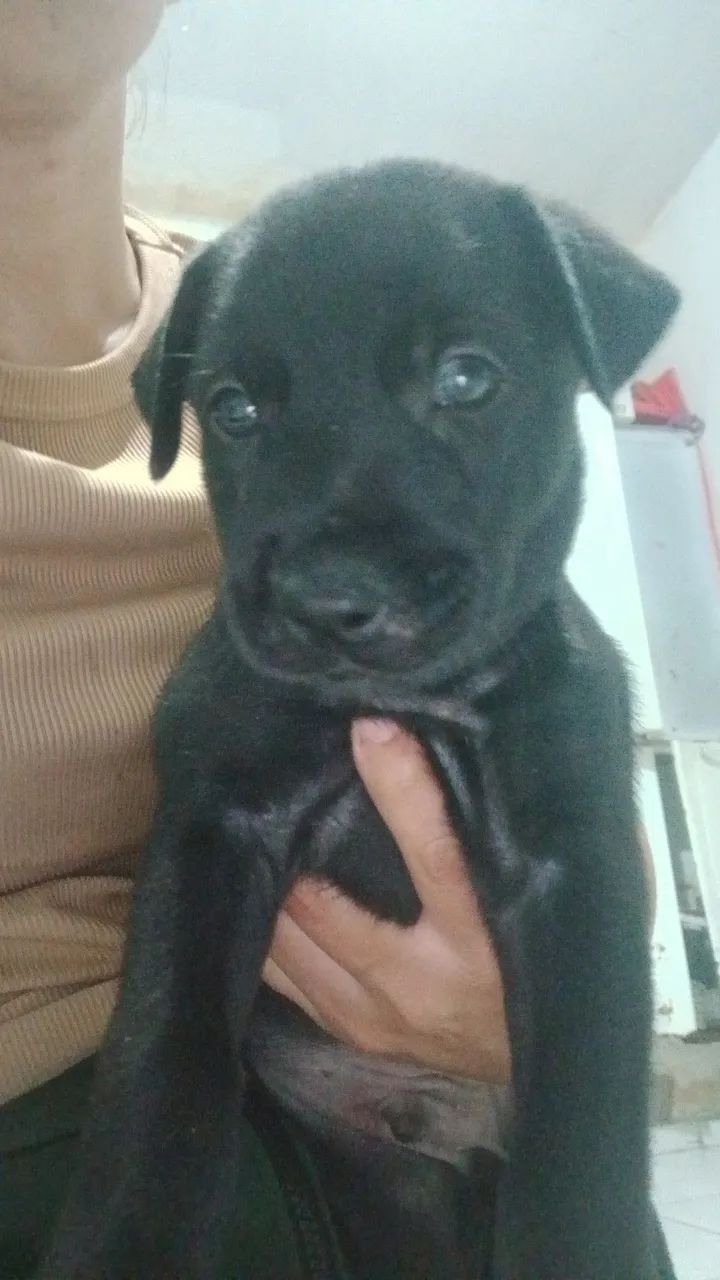 Cachorros  - Foto 3