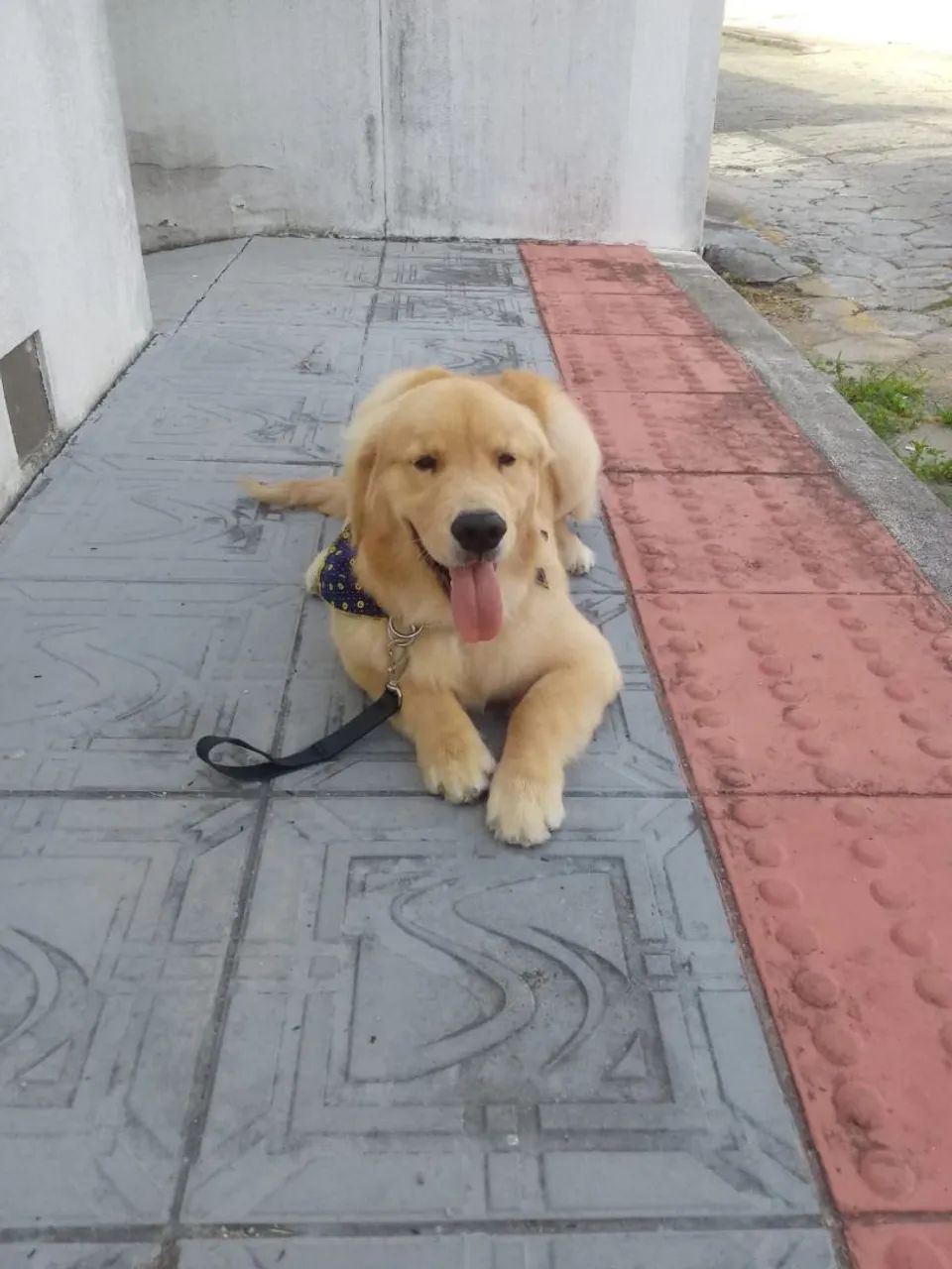 Adestramento de Cães  - Foto 5