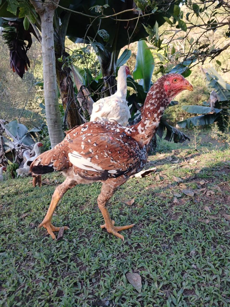 Franguinho indio gigante  - Foto 2