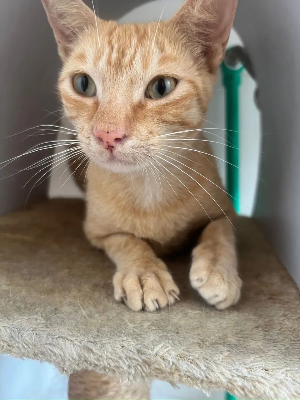 Gatinha laranja 6 meses