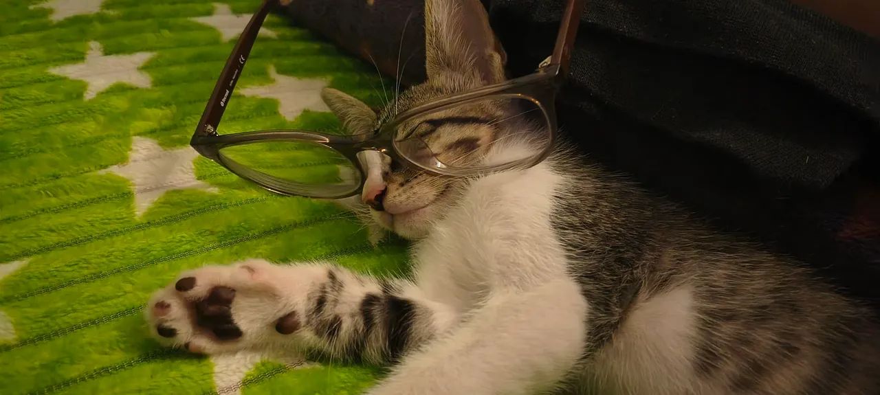 GATO MACHO DOAÇÃO  - Foto 5