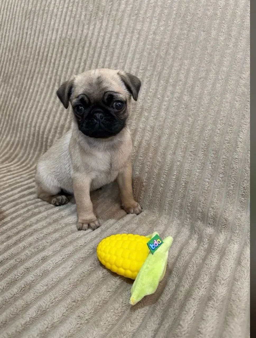 Imperdível último machinho de Pug Mini  - Foto 3