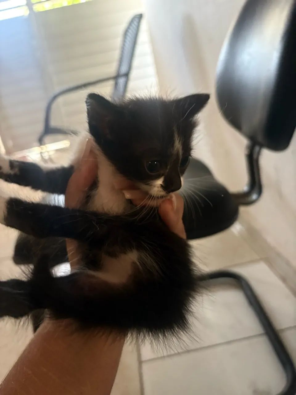 Gato - Foto 2