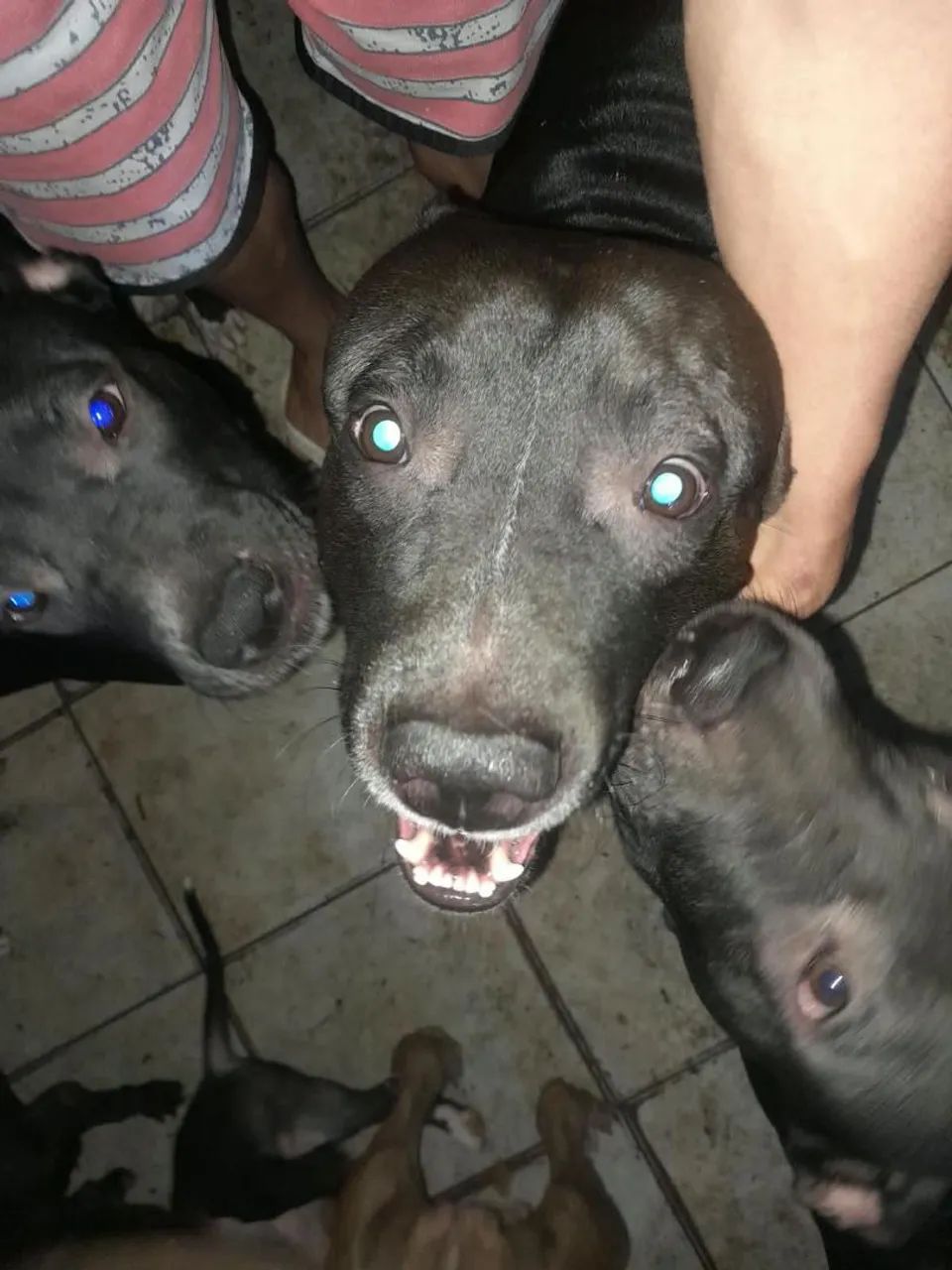 Pitbull legítimo 1 mês e 15 dias  - Foto 3