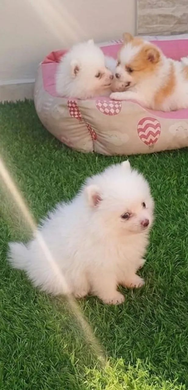 Spitz alemão  - Foto 2
