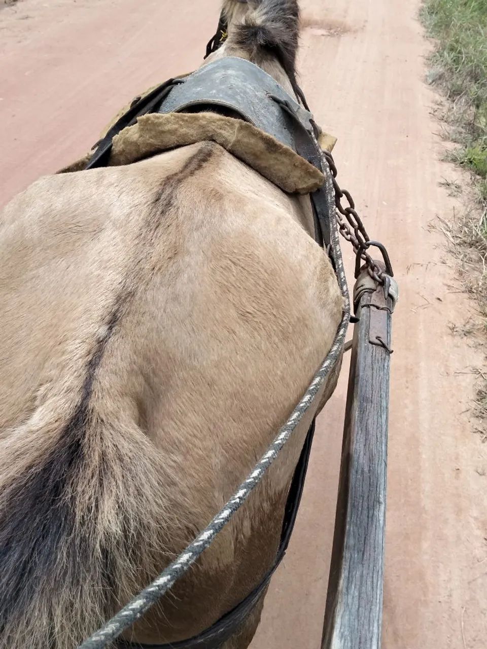 Cavalo com carroça  - Foto 4