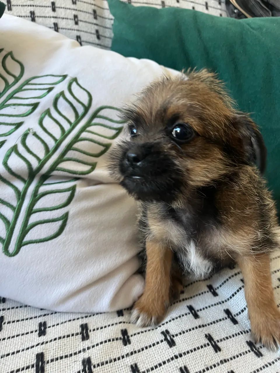 Cachorros  - Foto 3