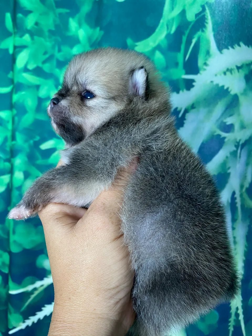 Spitz alemão com pedigree  - Foto 2