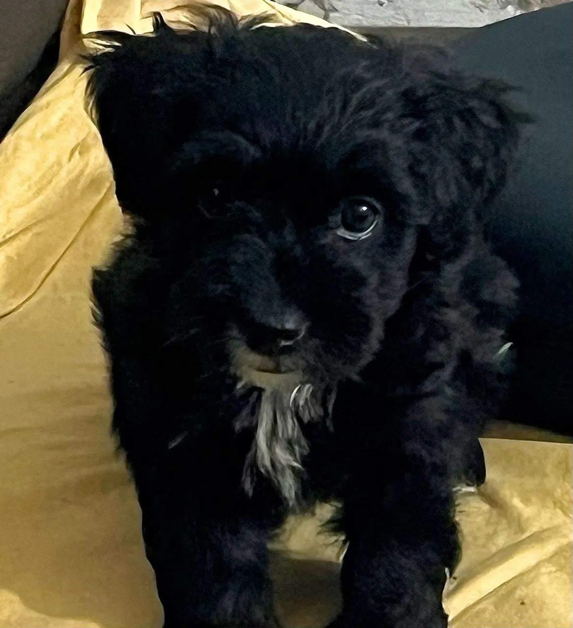 VILHOTE LHASA APSO - Foto 4