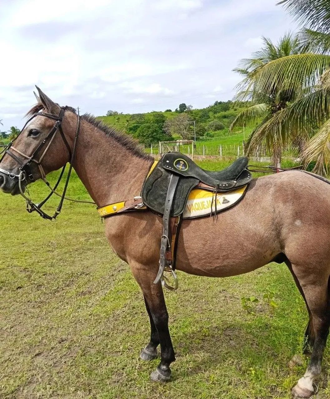 Podo baixeiro 