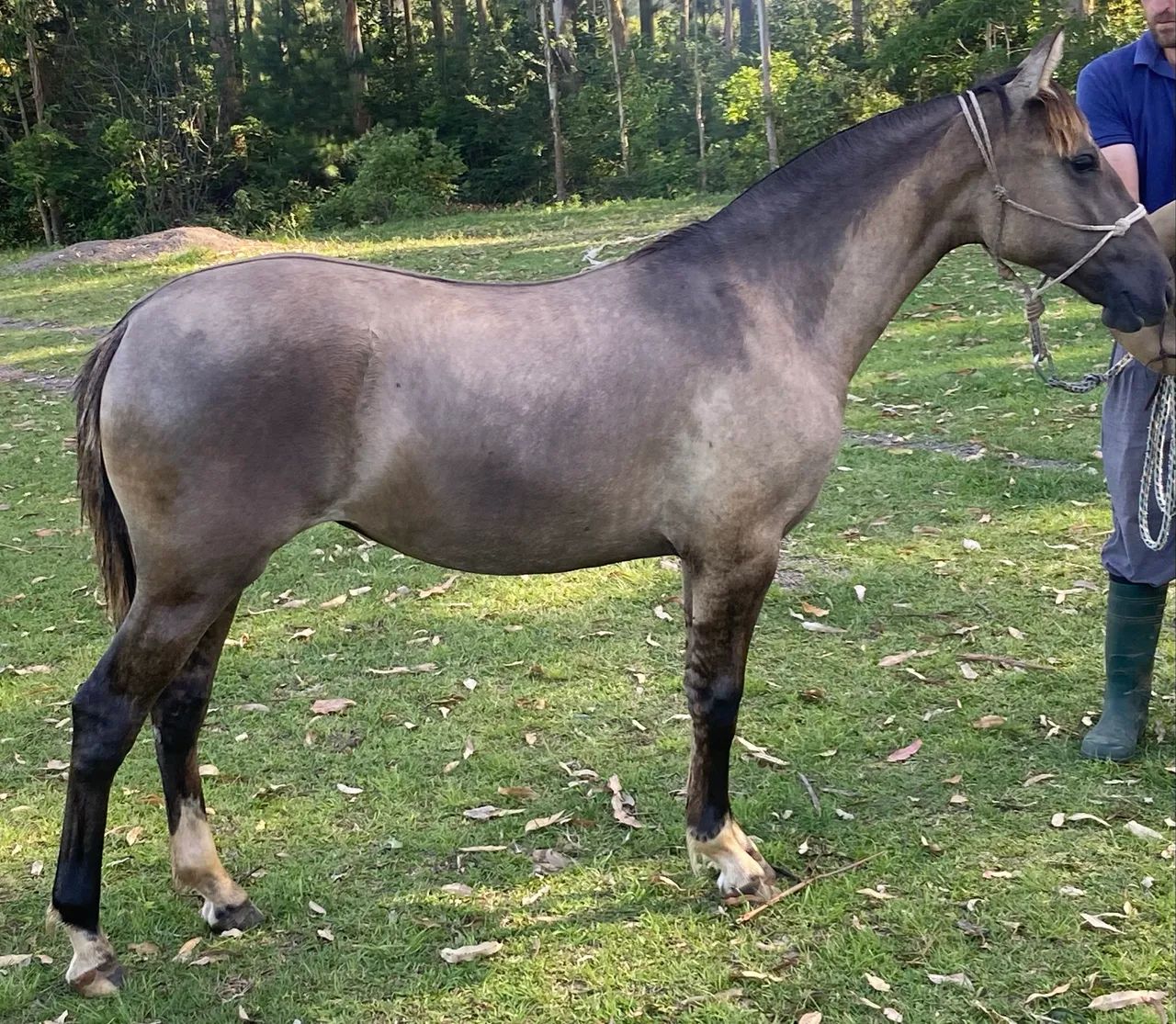 EGUA (POTRA) CRIOULA COM REGISTRO - Foto 2