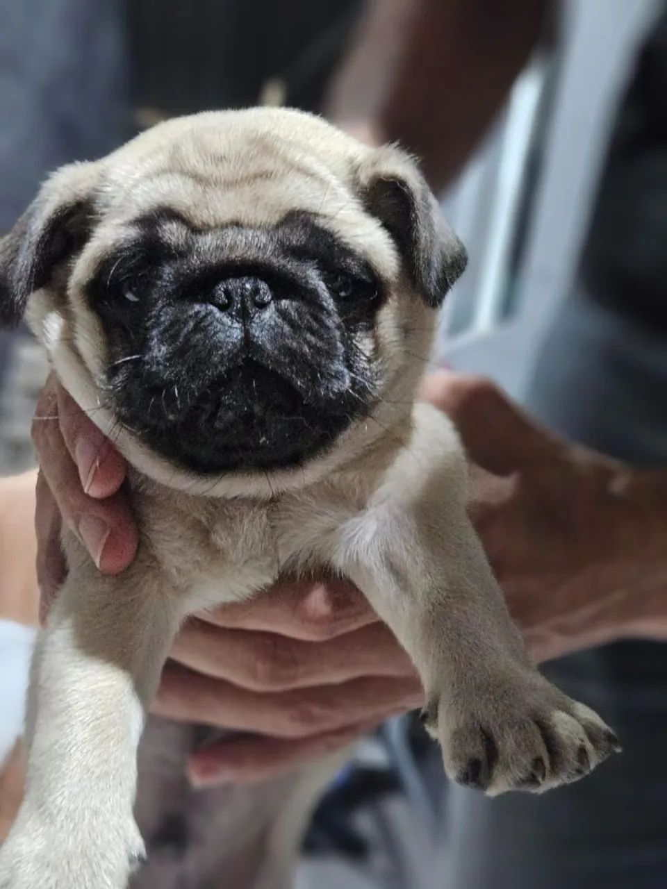 Pug - filhotes - Foto 5