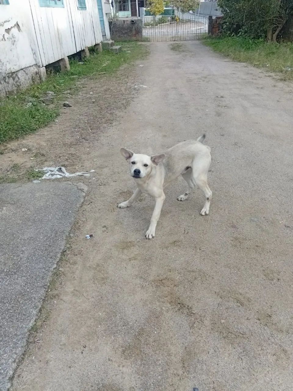Doação de cão  - Foto 3