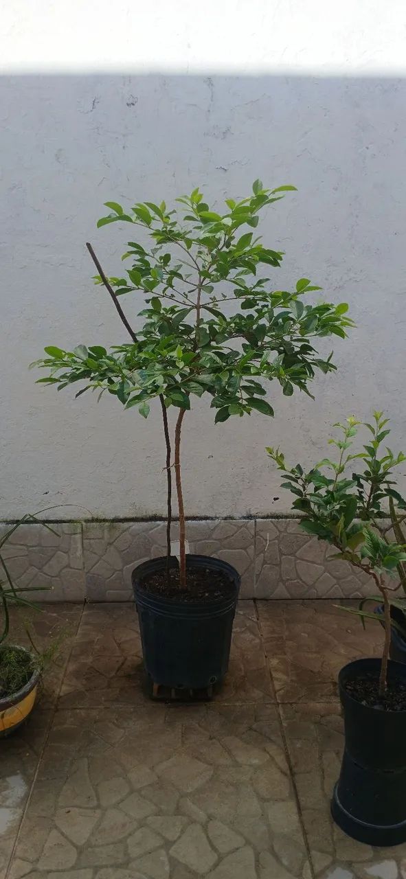 Muda de araçá amarelo