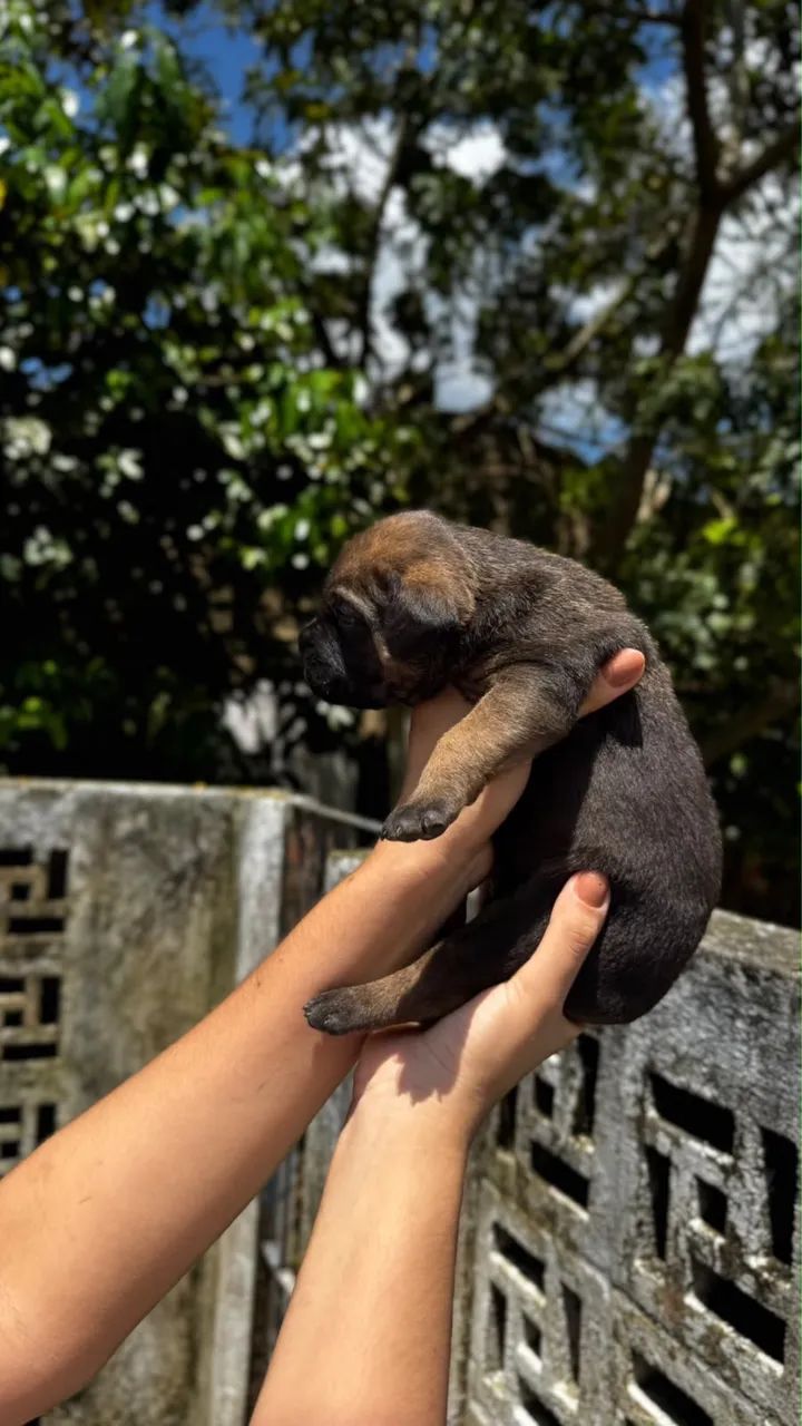DOGUINHOS - CANE CORSO 45 dias - Foto 2