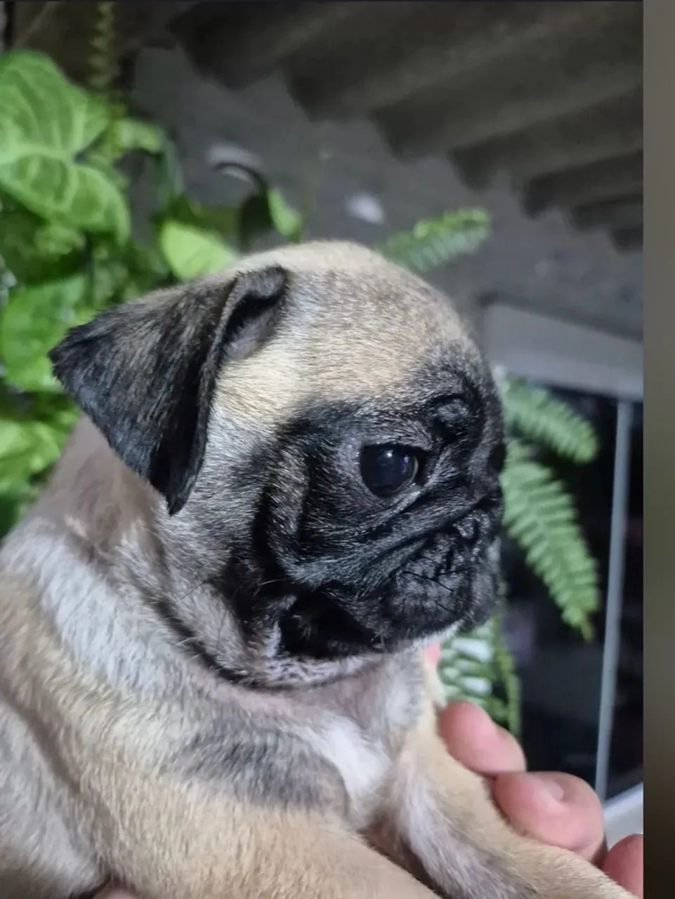 Imperdível último machinho de Pug Mini  - Foto 4