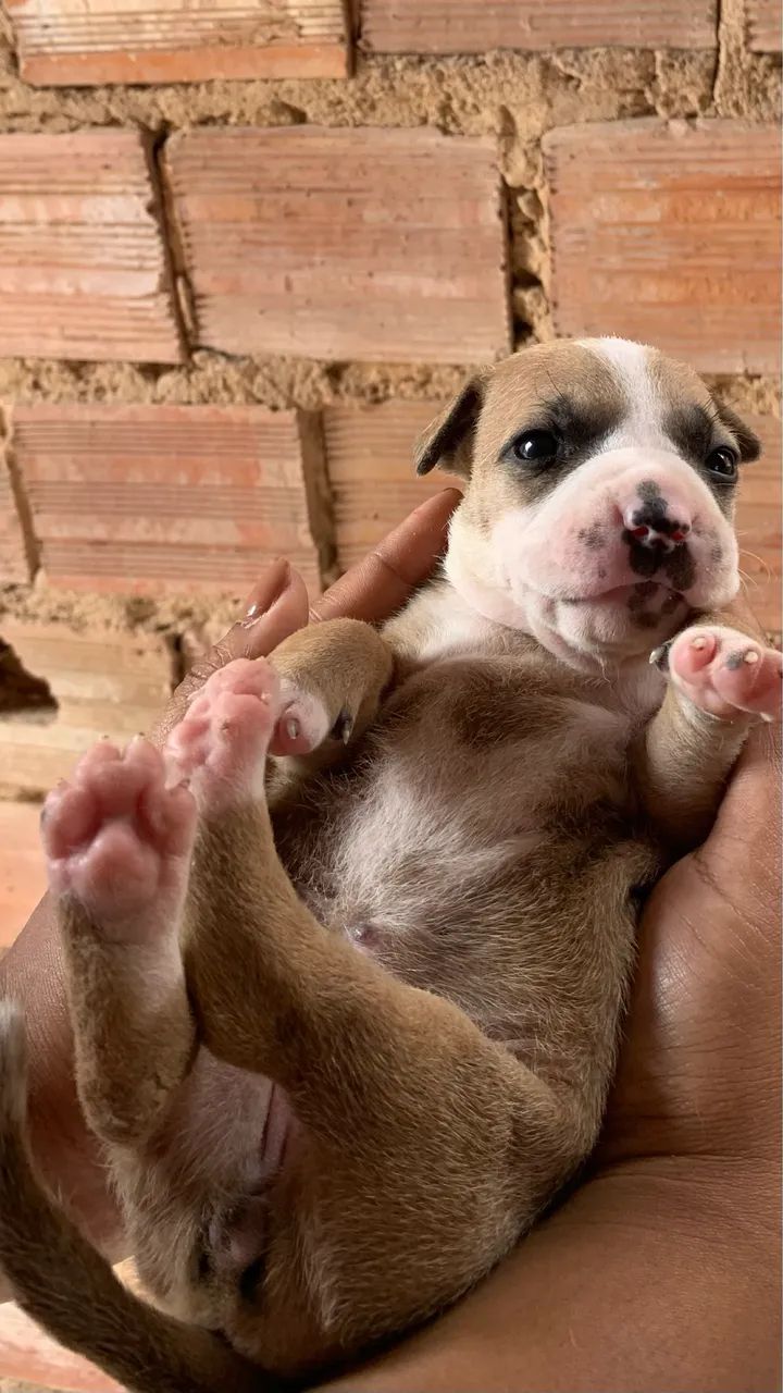 Cachorro - Foto 4