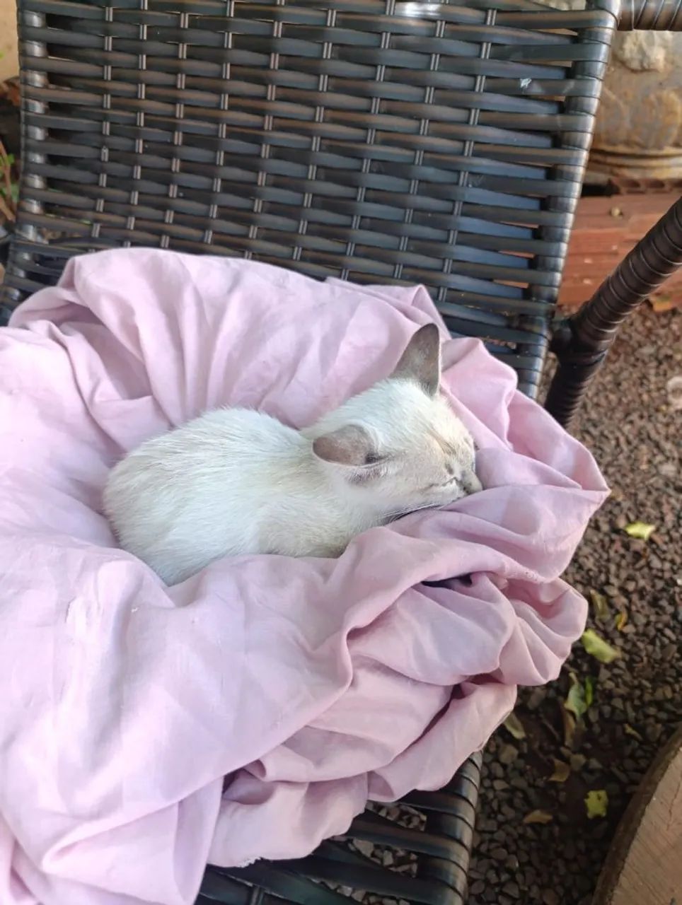 Doação de gatinha 