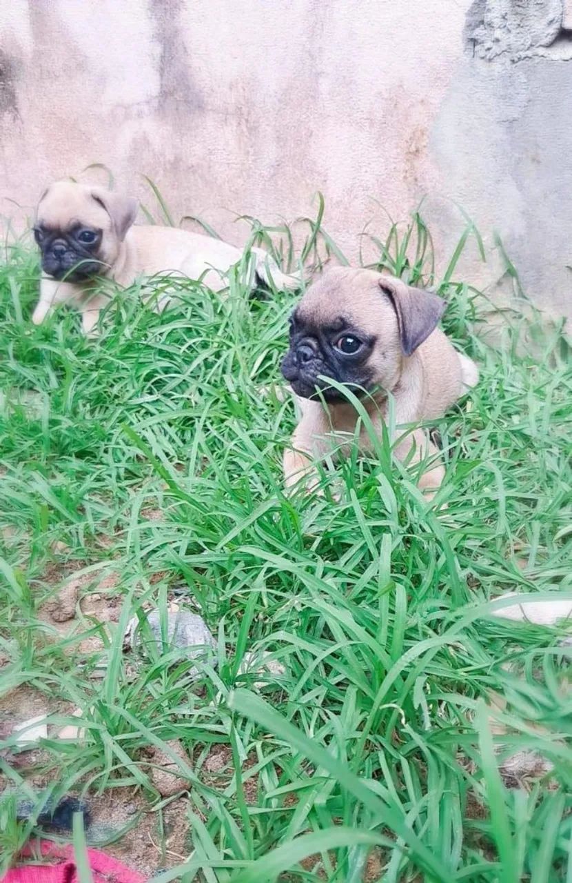 Pug filhote - Foto 2
