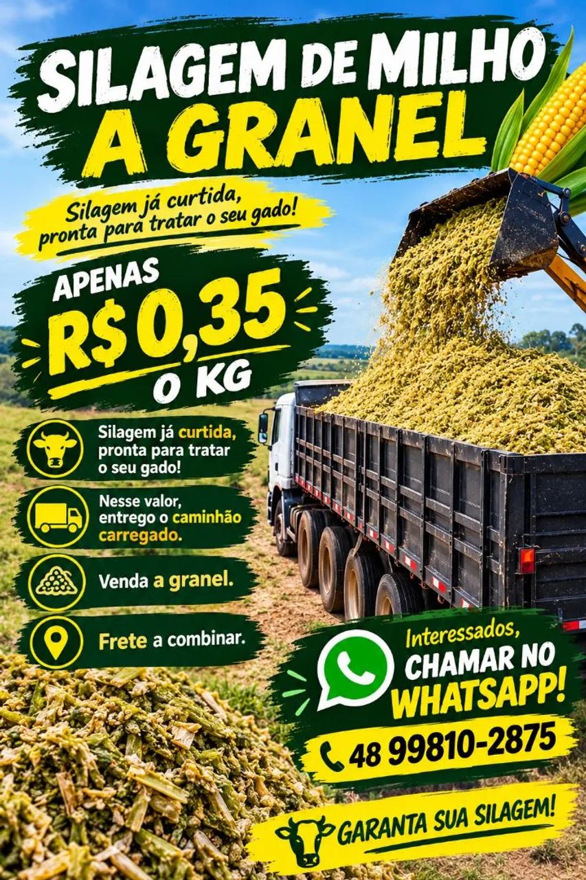 Silagem curtida a granel 