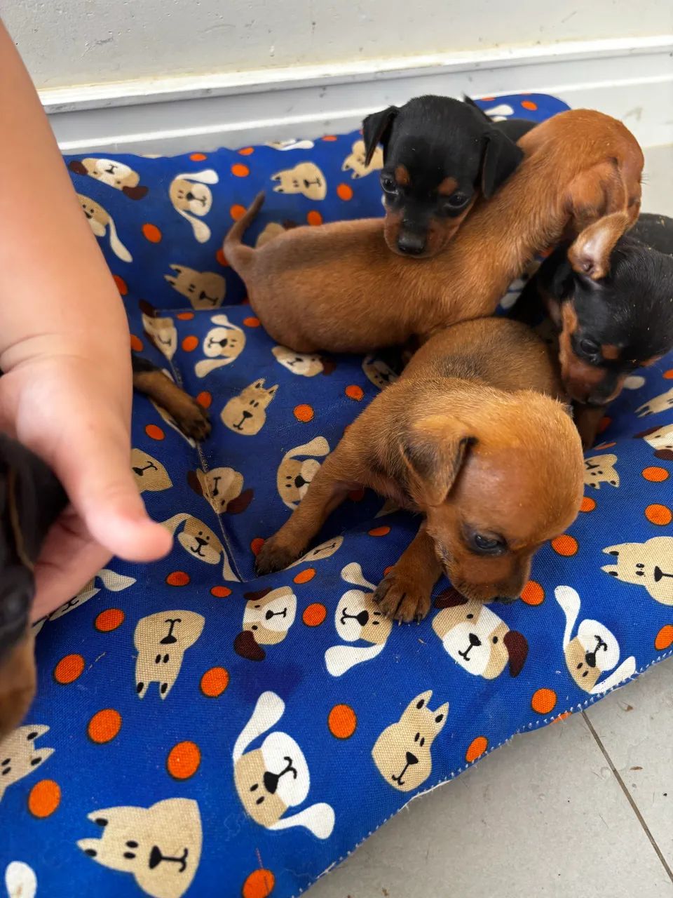 Vende se filhote de pinscher  - Foto 2