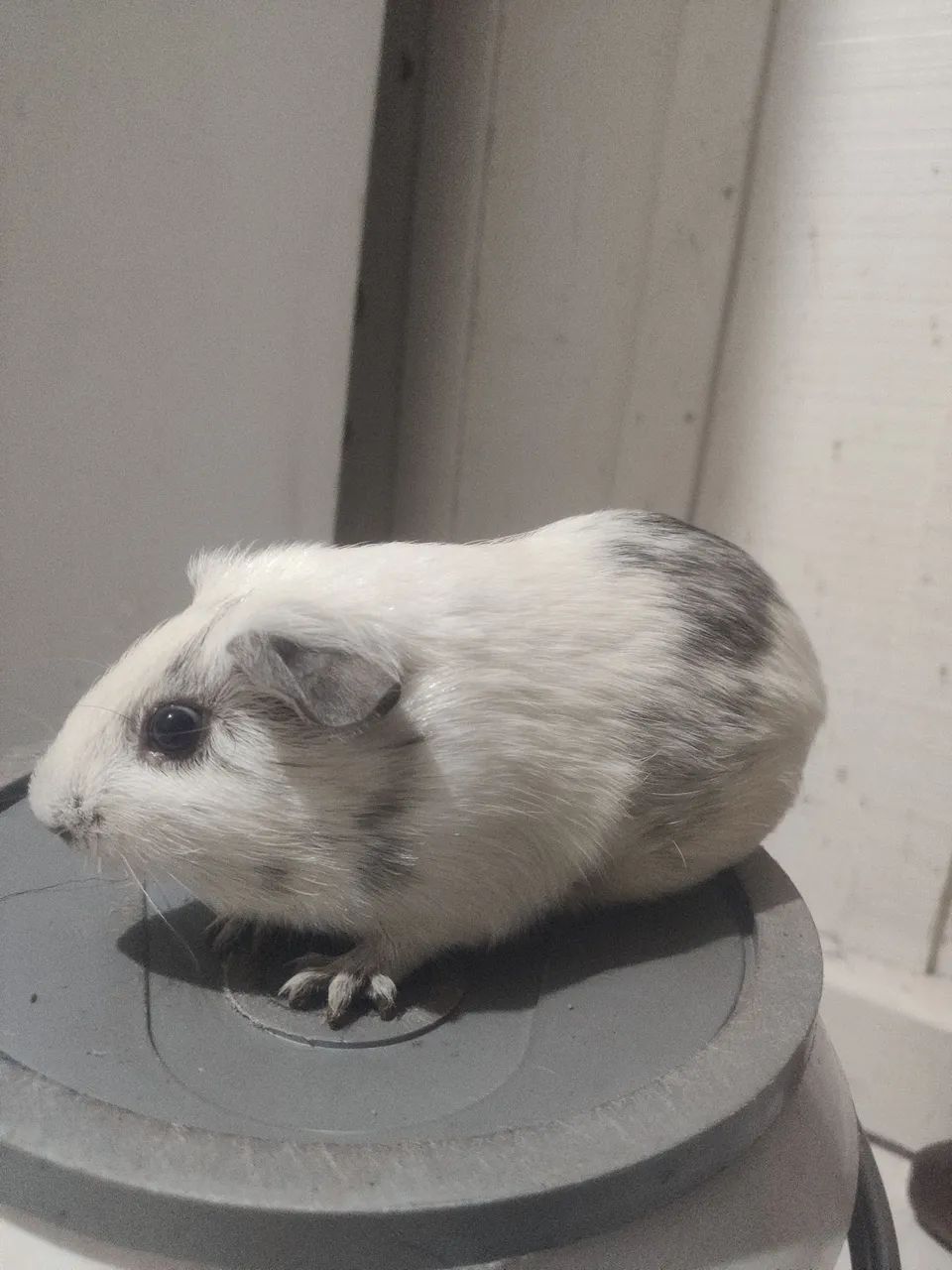 Porquinhos da índia  - Foto 3