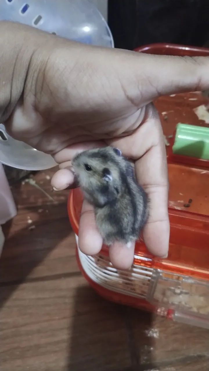 Hamsters com 25 dias
