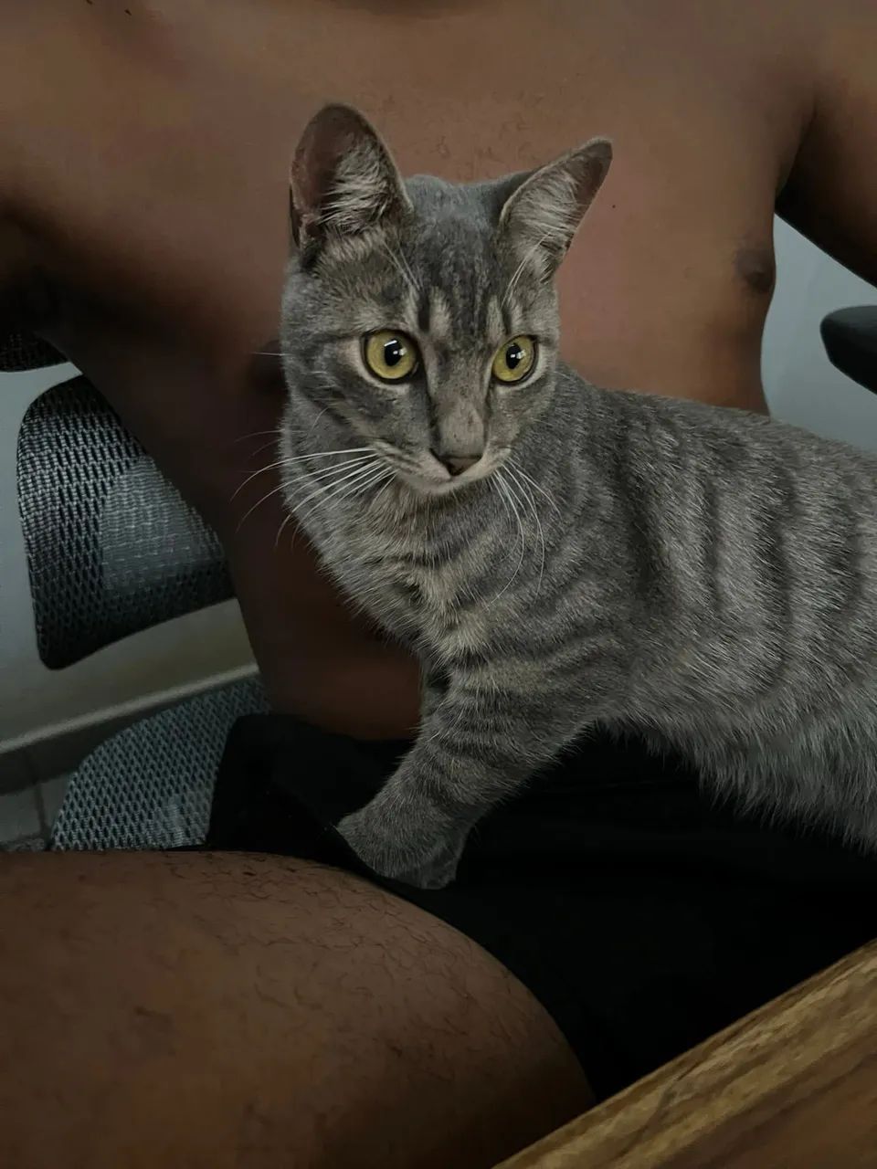 Doaçao de gatinho  - Foto 3