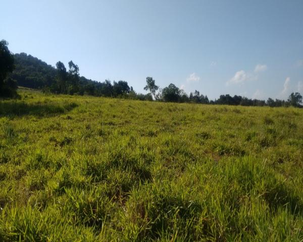 Chácara 5.000 m² - lomba grande - novo hamburgo - rs - Foto 6