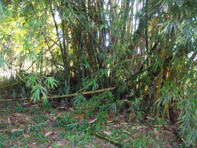 Vende-se varas de bambu taquara, cana da índia e imperial - Foto 5