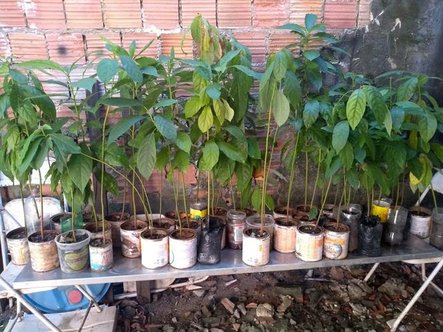 Mudas de Abacate - Foto 3