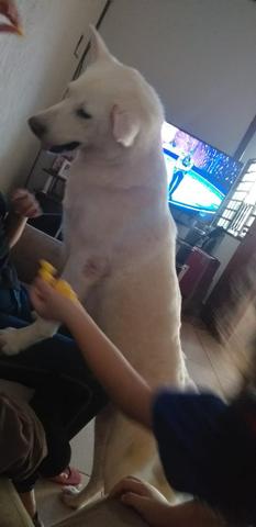 Filhotes de Akita inu - Foto 3