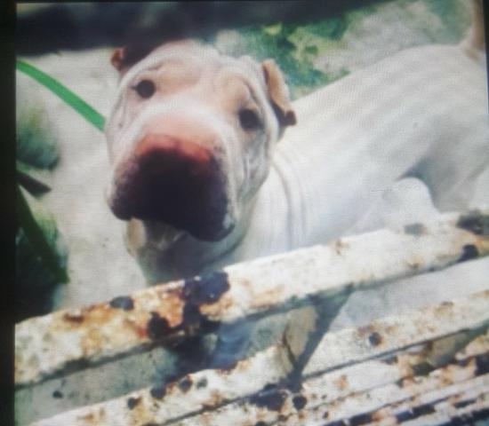 Cachorro querendo namorar!!!!!!