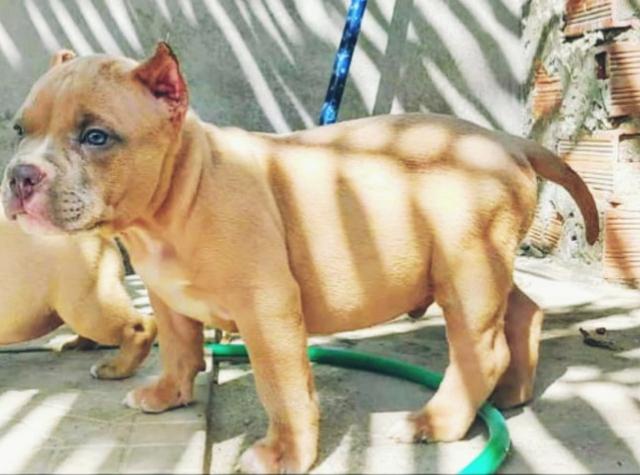 Filhotes de bully - Foto 2