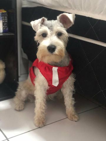 Schnauzer Mini - Foto 5