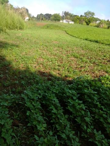 Vende ou Trocar a Chácara Região de Ivaí - Foto 3