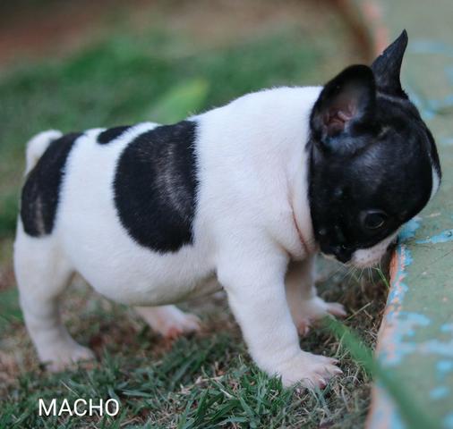 Bulldog frances lindos bebes porte pequeno - Foto 3
