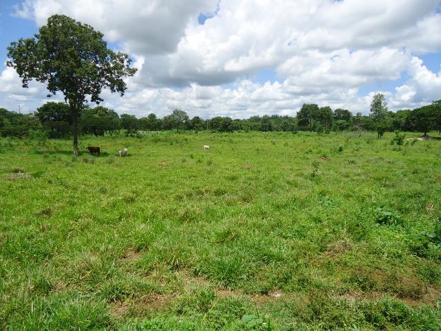 Fazenda formada, 200 hectares 100% asfaltoa Cuiabá, na BR - Foto 16
