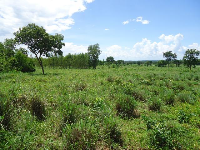 Fazenda formada, 200 hectares 100% asfaltoa Cuiabá, na BR - Foto 15
