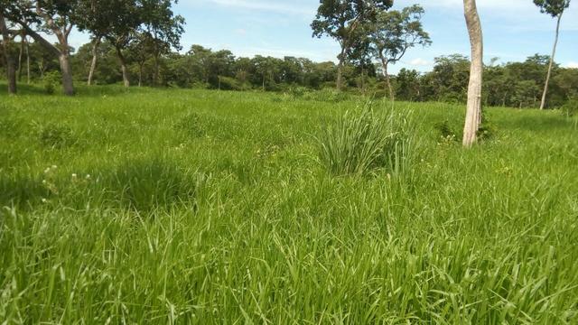 Fazenda formada, 200 hectares 100% asfaltoa Cuiabá, na BR - Foto 3