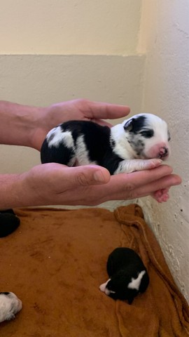 Filhotes de border collie 